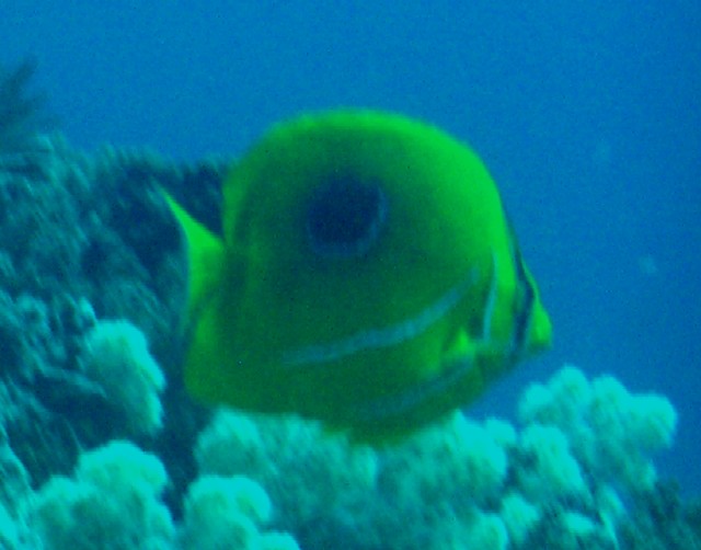 Chaetodon bennetti 00510.JPG